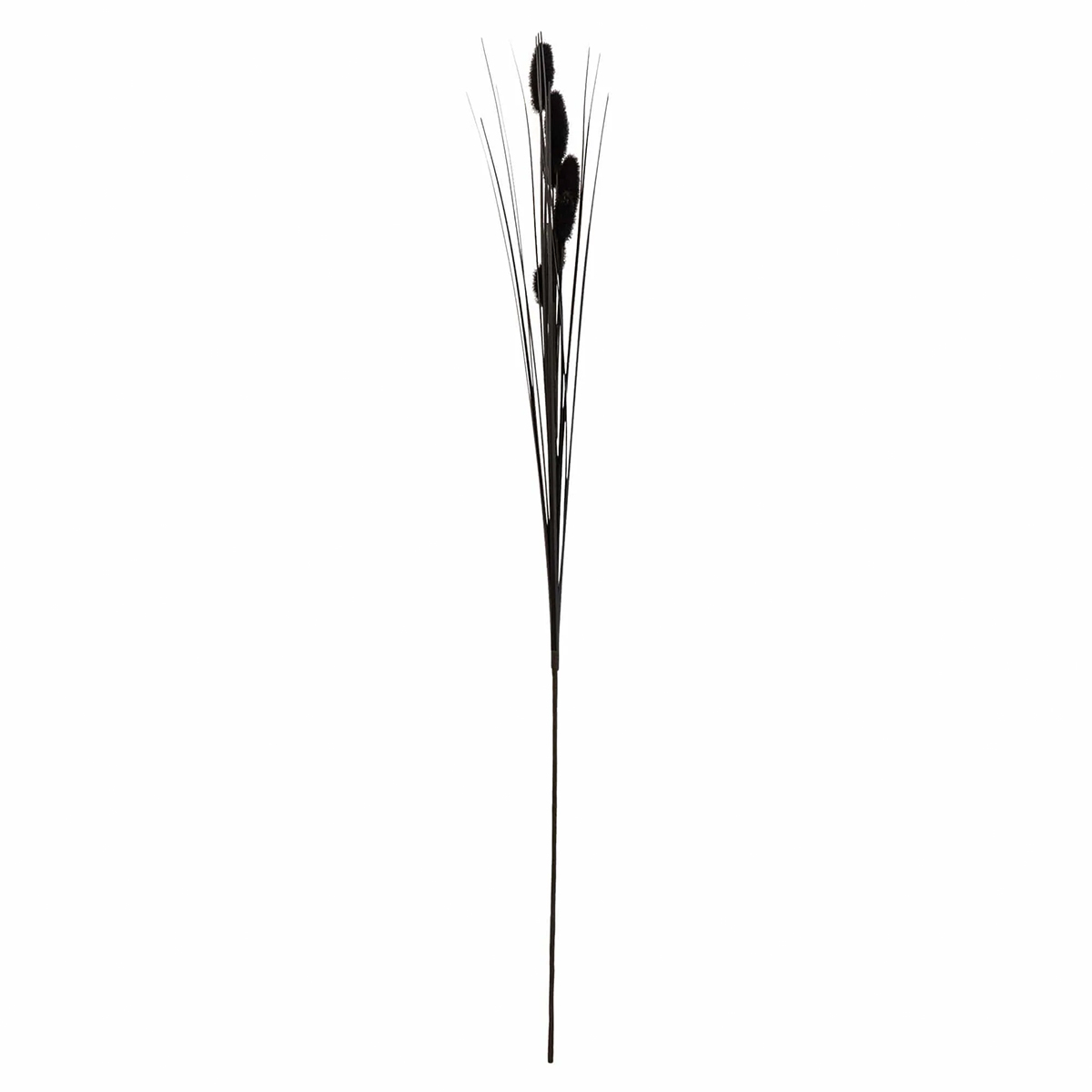 Foxtail Black Stem