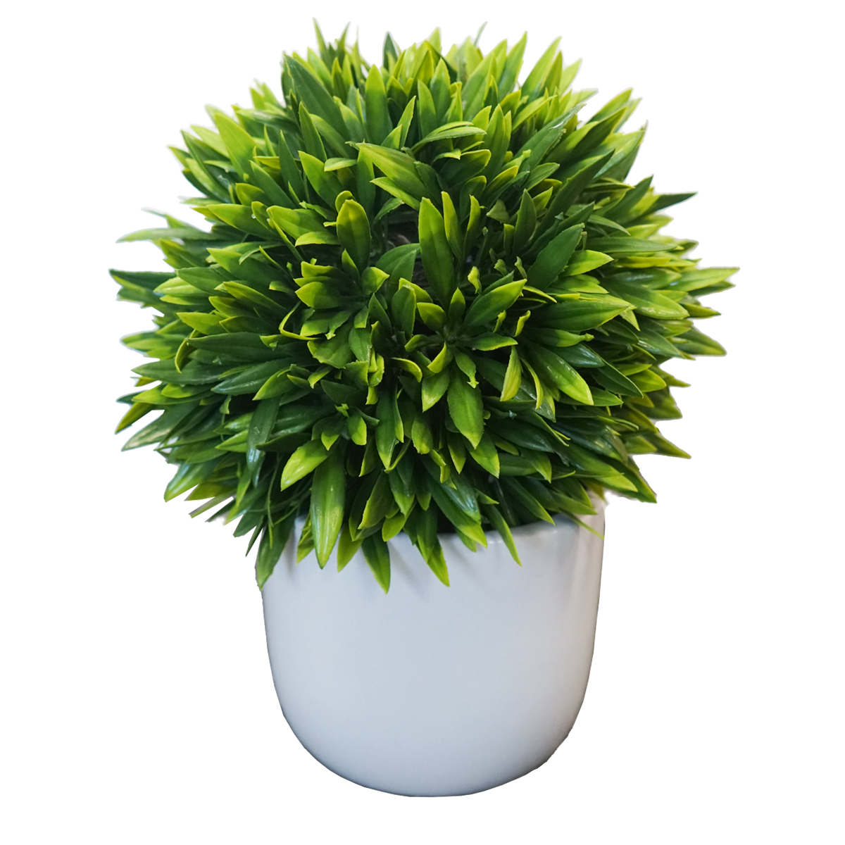 Buxus Ball Plant in White Pot