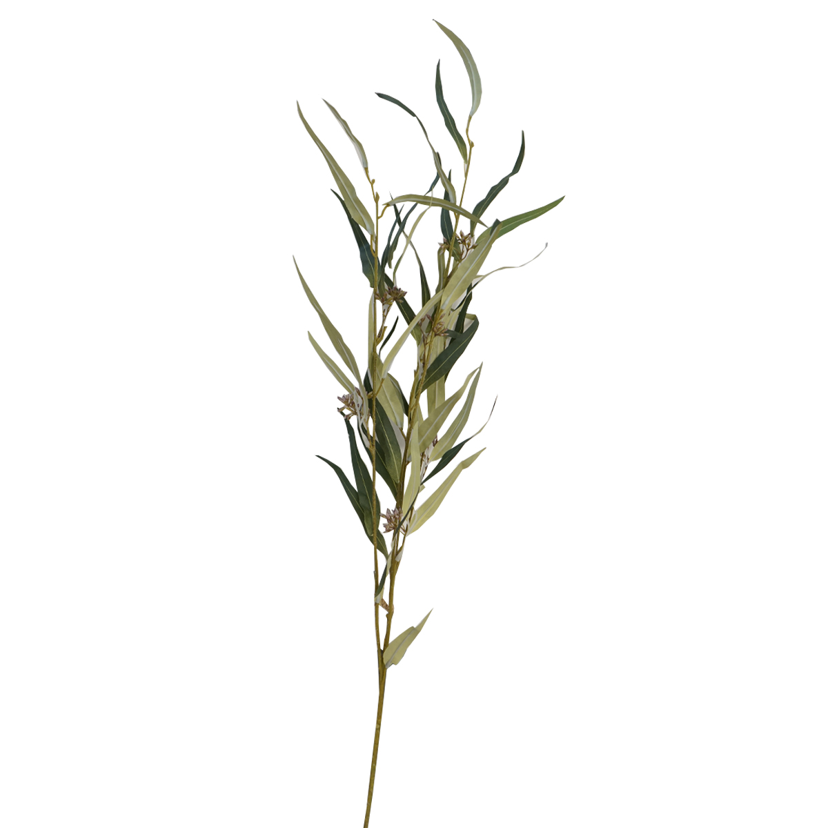 Eucalyptus Citriodora Green Stem