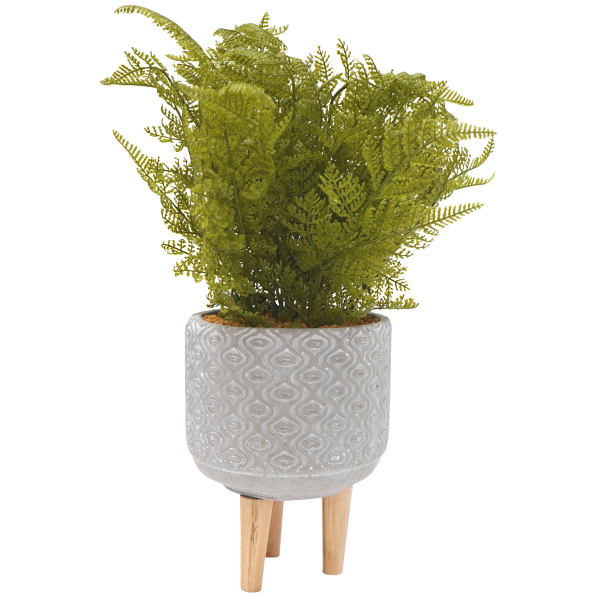 Fern in Plant Pot