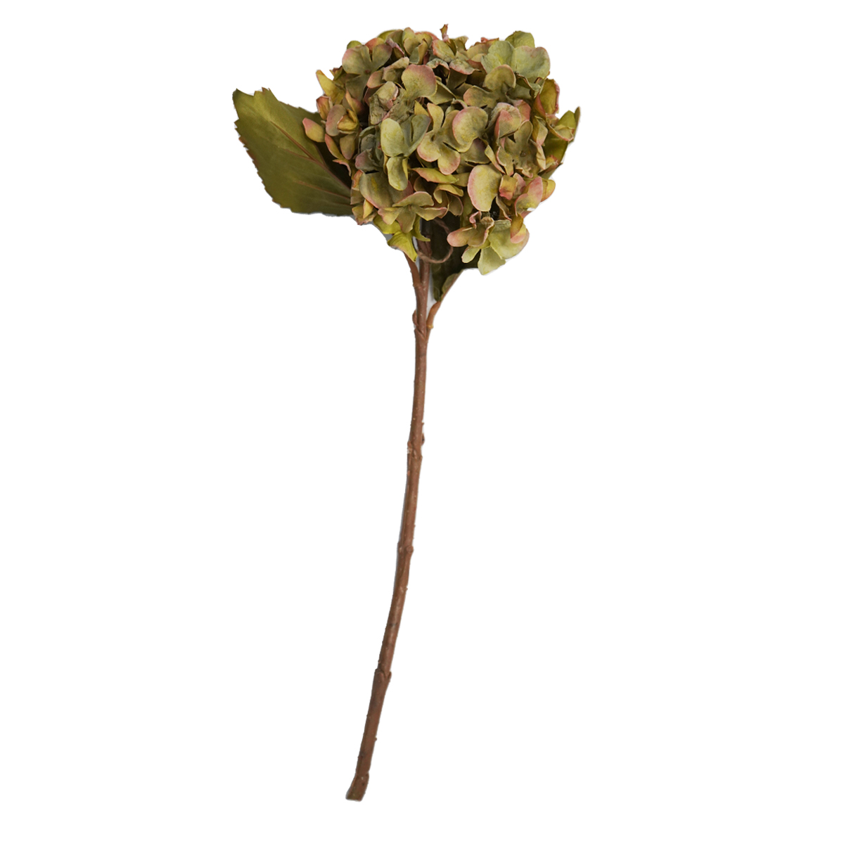 Hydrangea Olive Green Flower