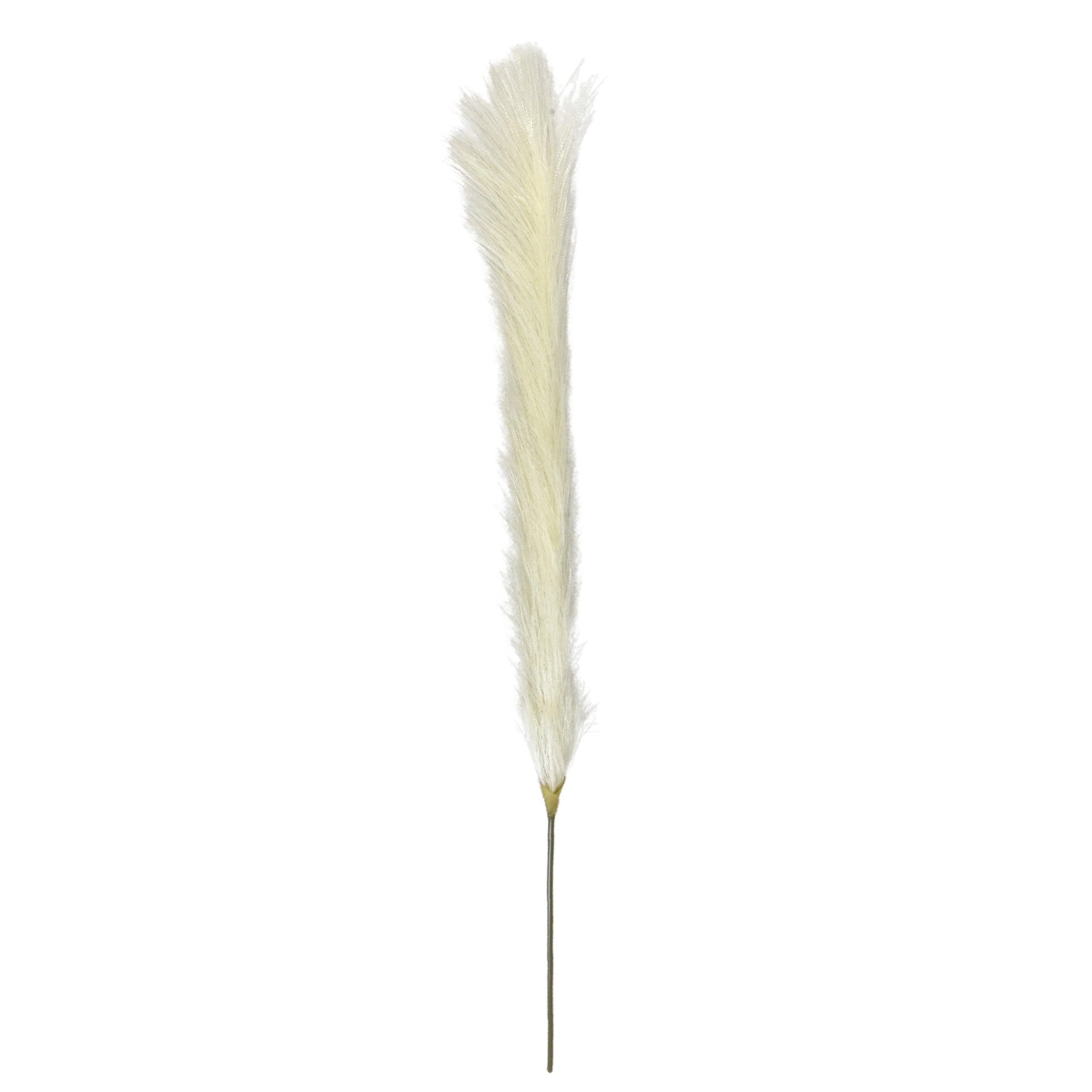Pampas Grass White