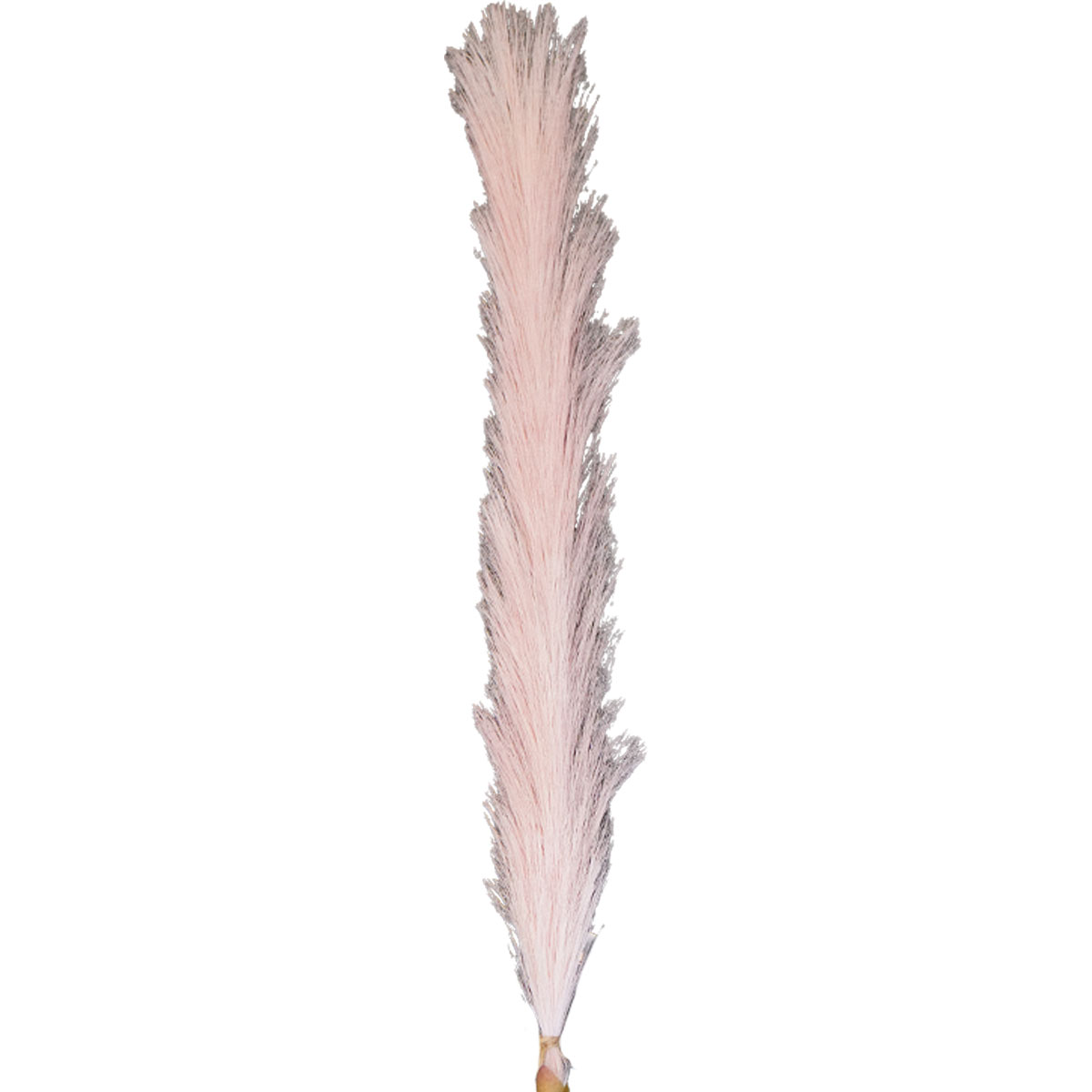 Pampas Grass Blush