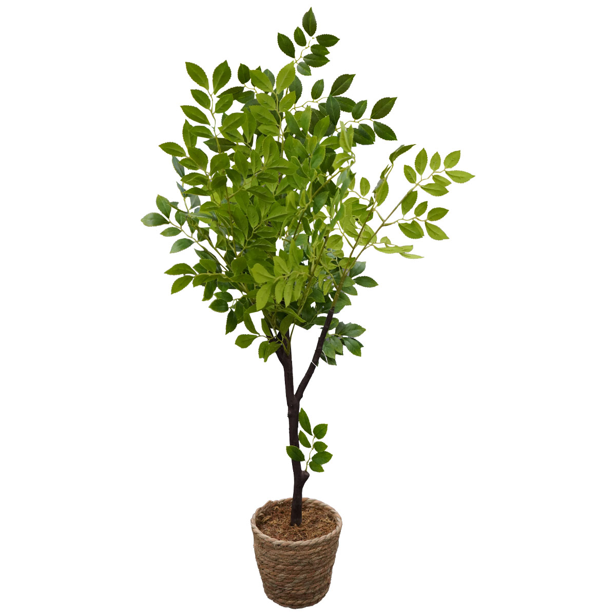Tree In Woven Pot