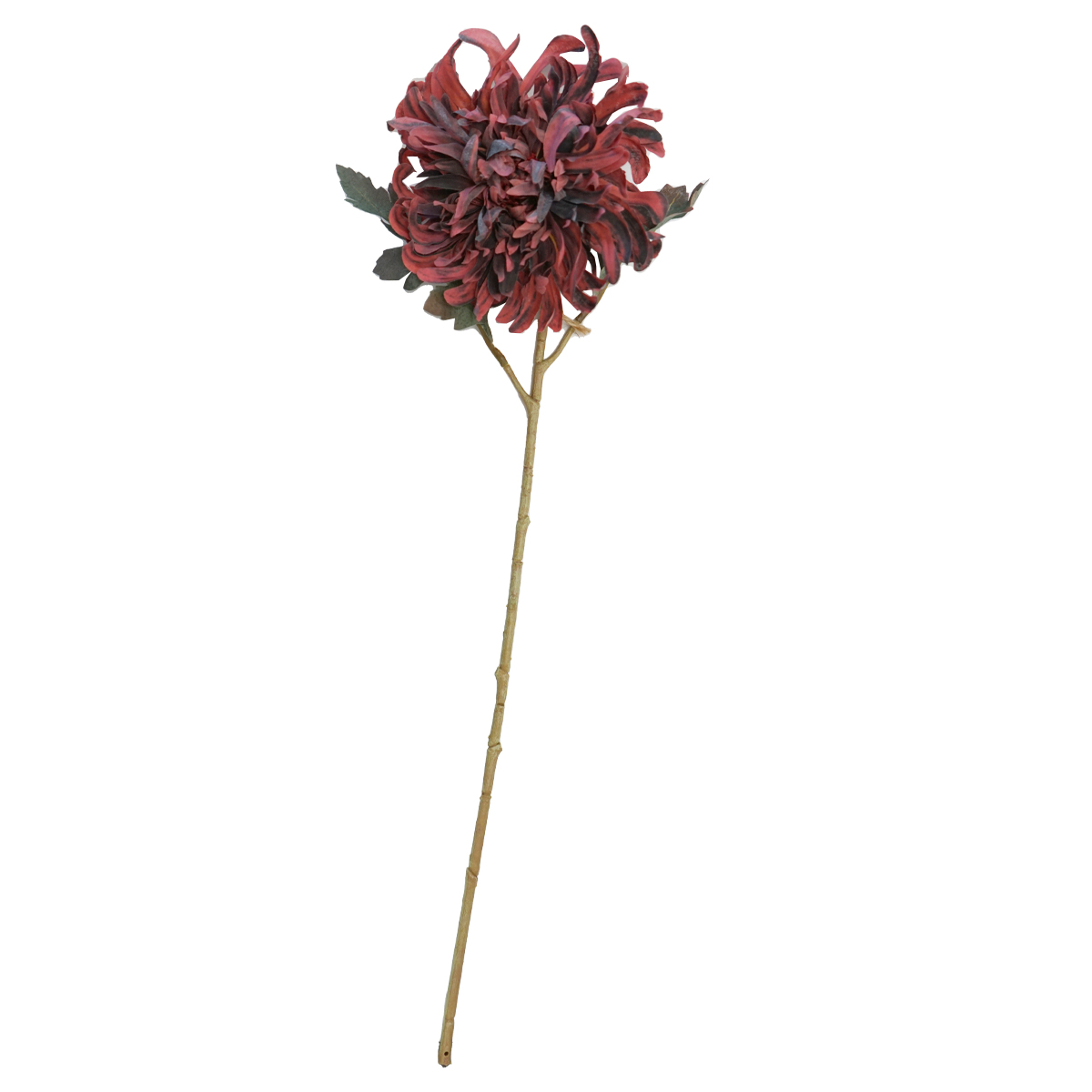 Chrysanthemum Red Flower