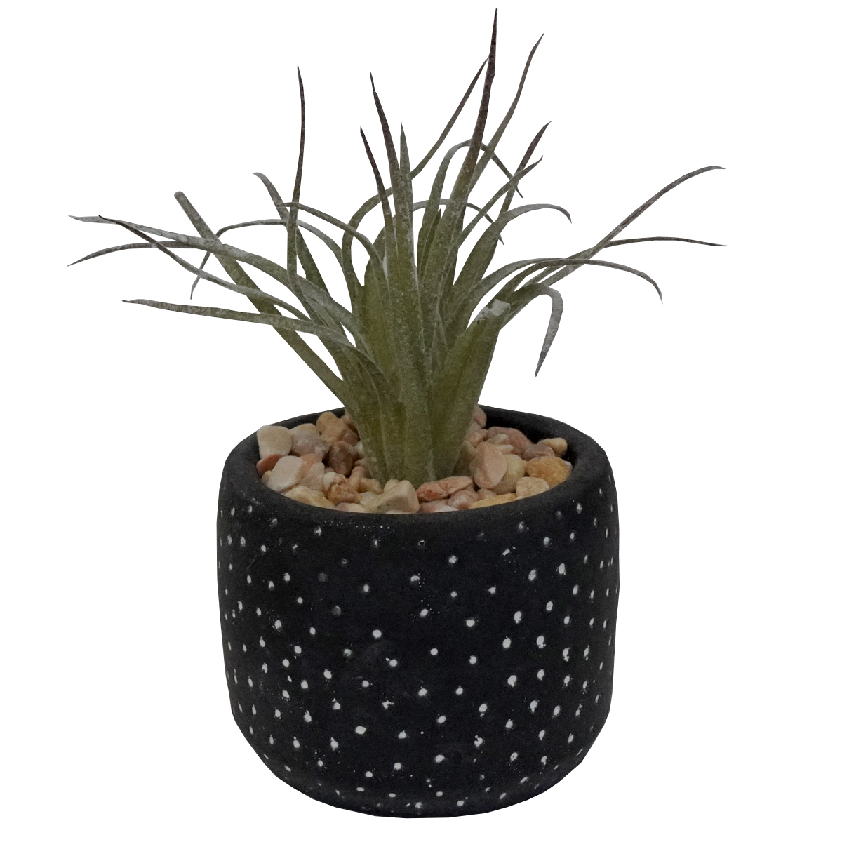 Succulent In Spotty Black Pot
