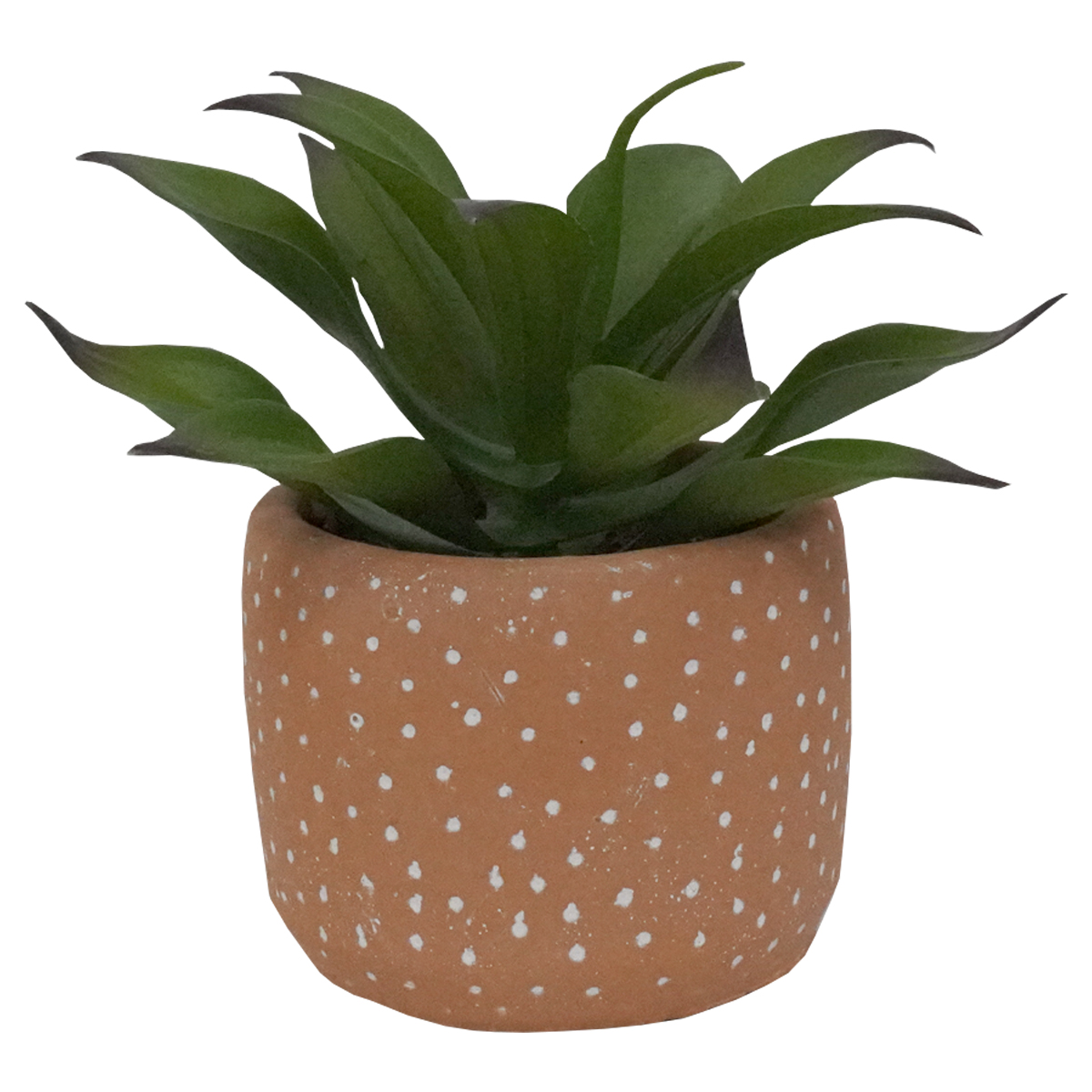 Succulent In Spotty Terracotta Pot