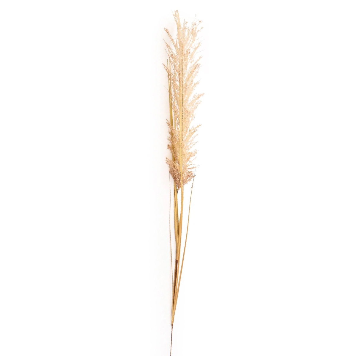 Cream Wild Grass Stem