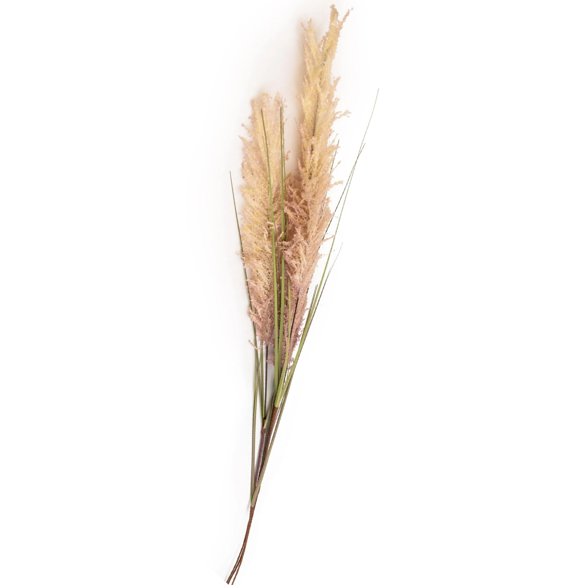 Natural Wild Grass Stem