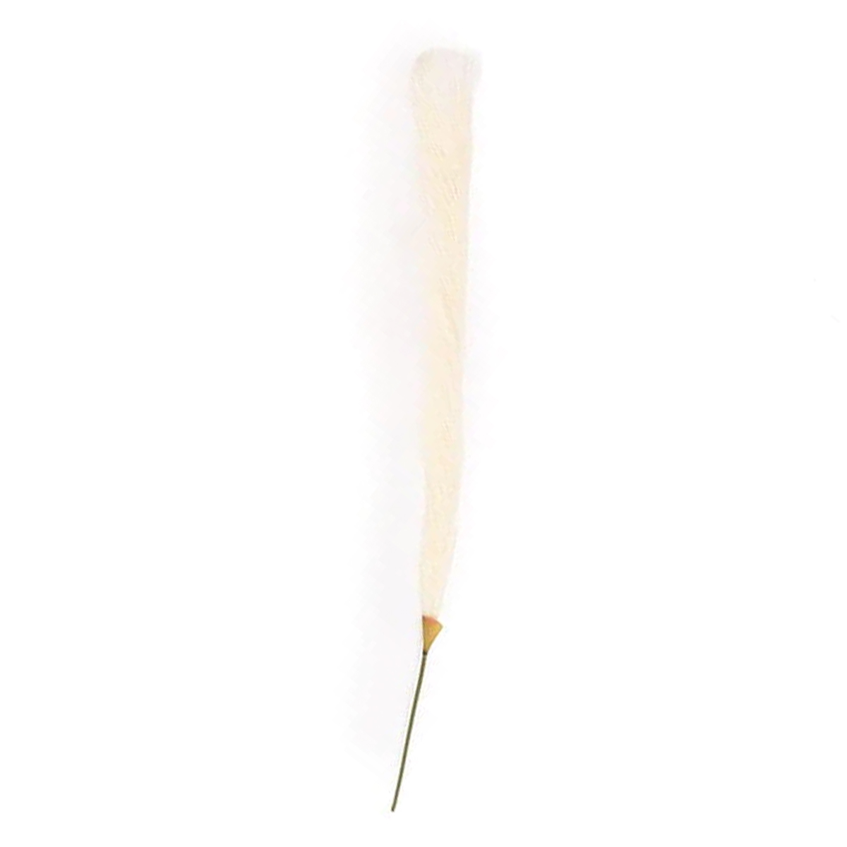 Large White Pampas Grass